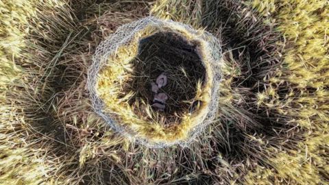 Parmi une des actions engagées avec la LPO, le négoce Cholat œuvre avec ses agriculteurs afin de protéger les nids de busards cendrés  dans les champs de céréales.